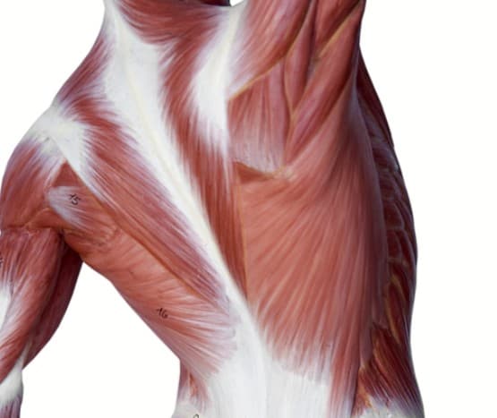 Muscle Mass and Strength illustration