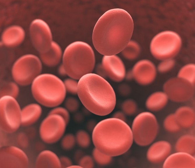 Red Blood Cell Production illustration