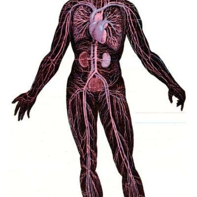 Improved Blood Circulation illustration
