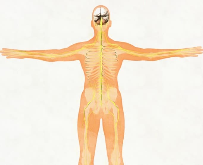 Enhanced Immune Response illustration