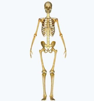 Improved Bone Density illustration