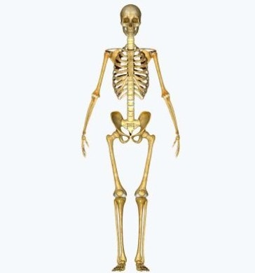 Improved Bone Density illustration