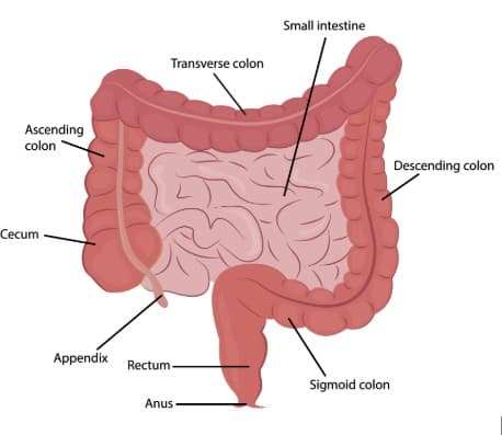 Semaglutide Mechanism of Action illustration