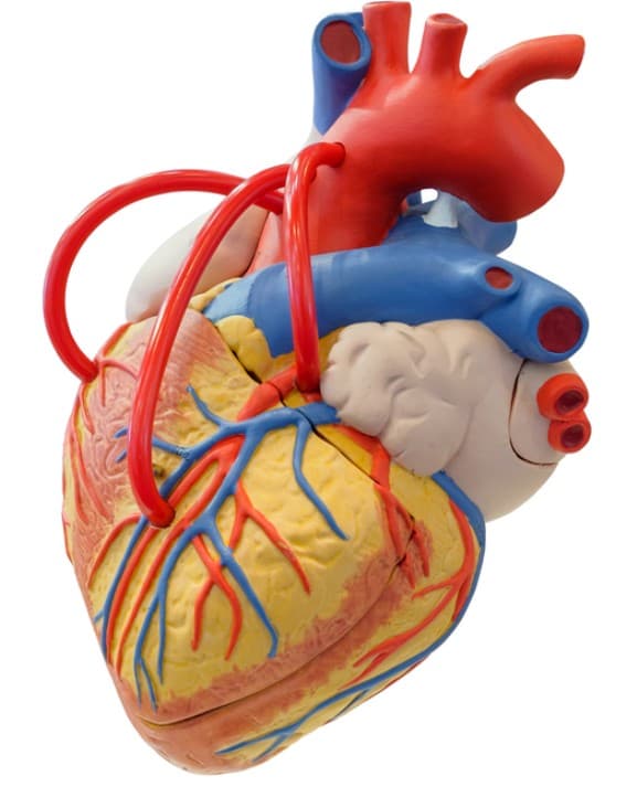 Cardiovascular Benefits illustration