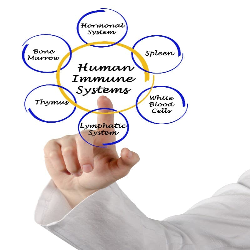 Enhanced Immune Response illustration